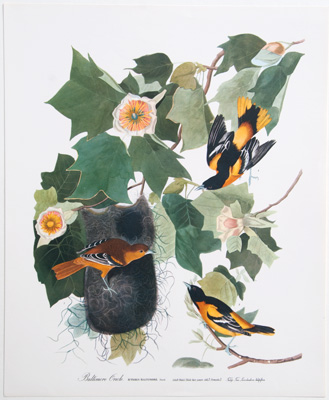 Baltimore Oriole